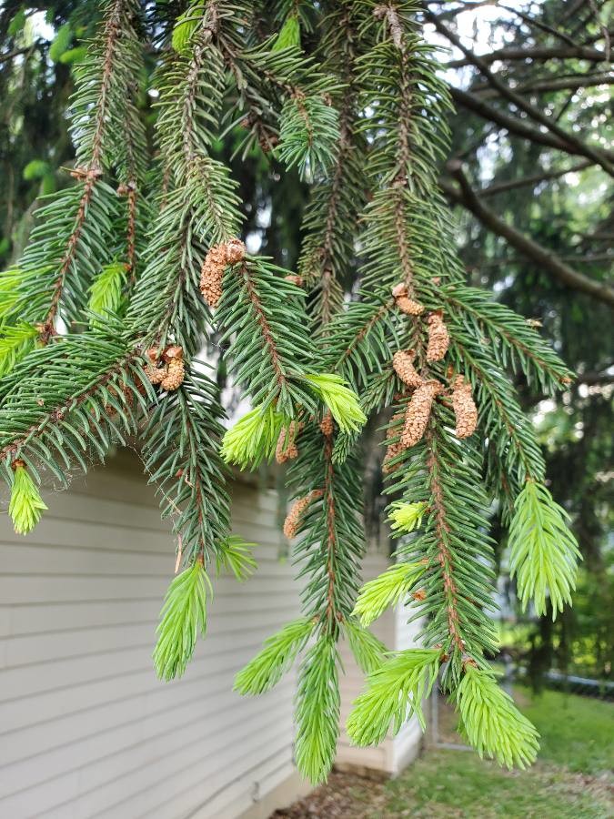 Gemeine Fichte (Picea abies), Triebe, essbare Wildpflanze