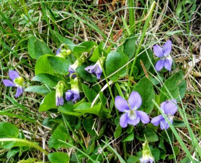 Duftveilchen (Viola odorata), Blüten und Blätter, essbare Wildpflanze