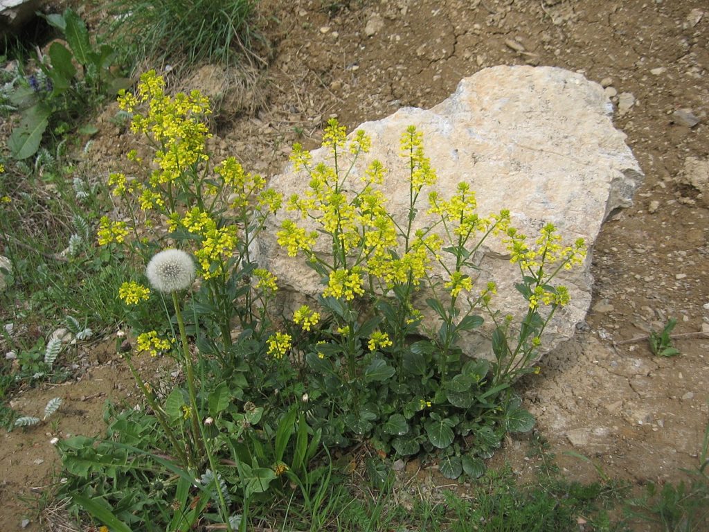 Brunnenkresse (Barbaraea vulgaris), ganze Pflanze, essbare Wildpflanze