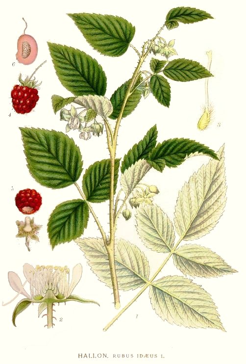 Himbeere (Rubus idaeus), Zeichnung, essbare Wildpflanze
